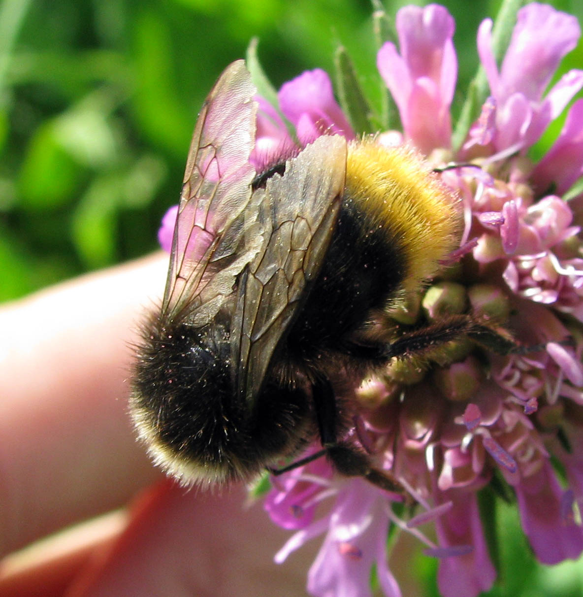 Bombus da identificare (per quanto possibile)